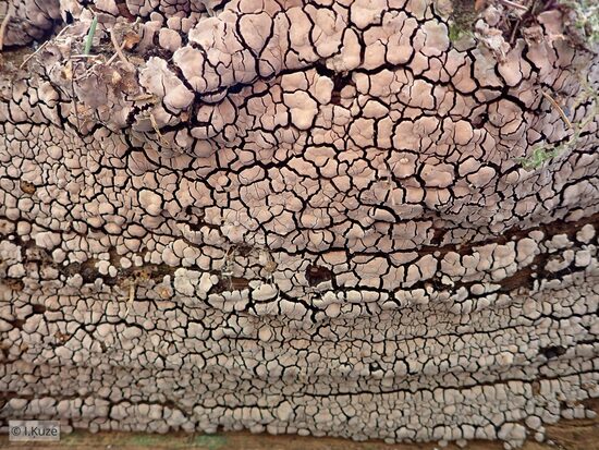 Xylobolus frustulatus